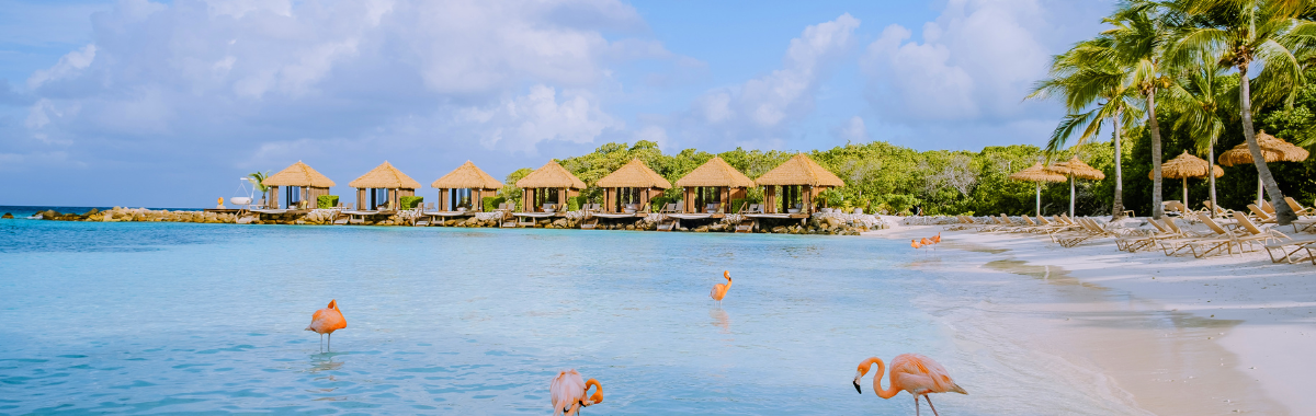 Aruba Beach with flamingos 