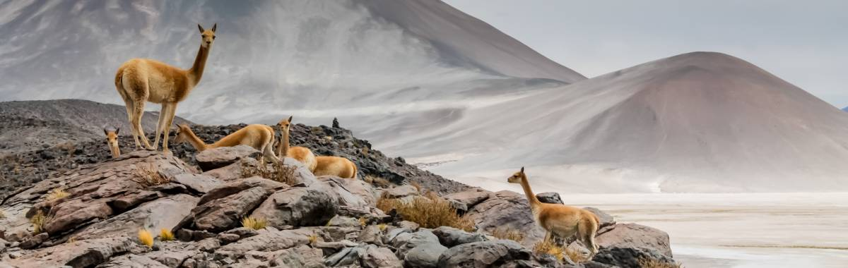 Alpacas in a lake in Chile