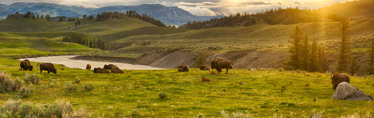 valley full of buffalo in yellowstone