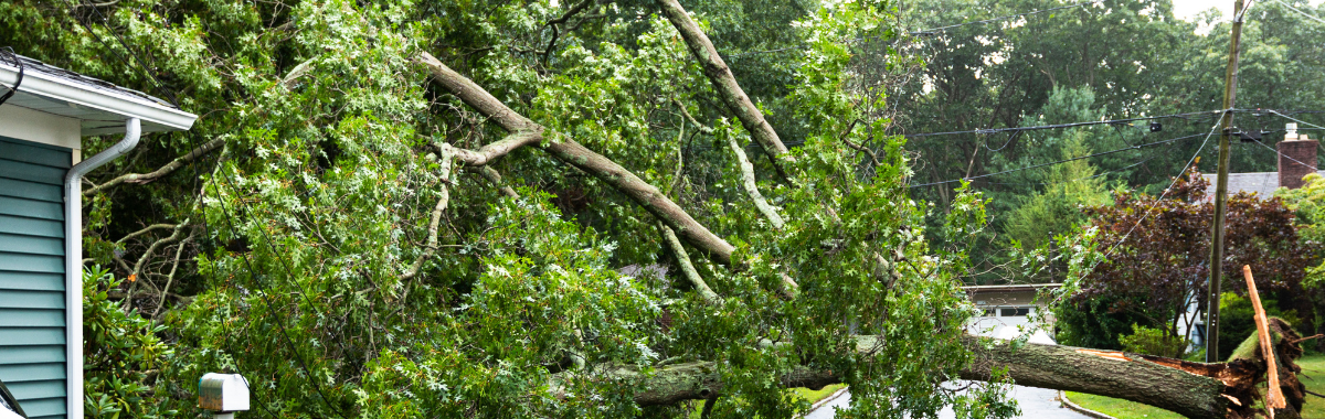 tree fallen over after a storm