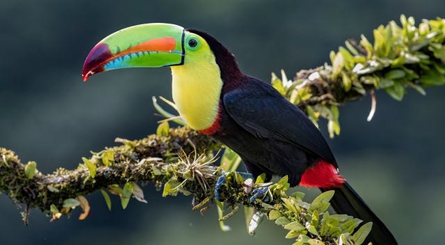 woman with beret looking at the Eiffel Tower in Paris, France