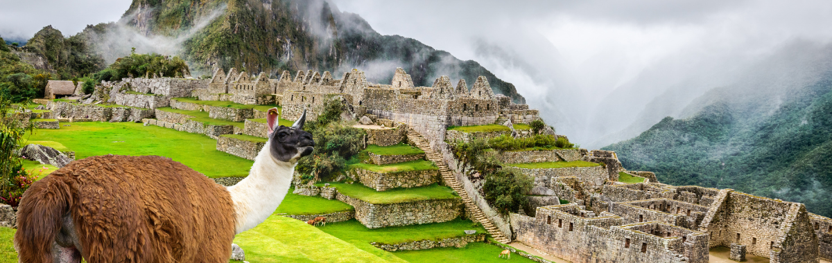 An alpaca looking at the camera with Machu Pichu in the background