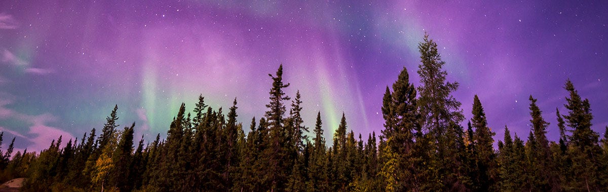 forest with northern lights above