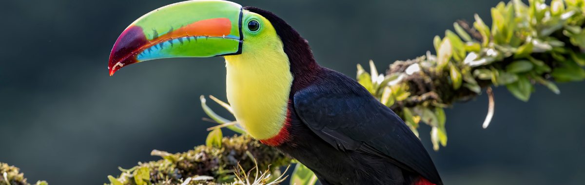 woman with beret looking at the Eiffel Tower in Paris, France