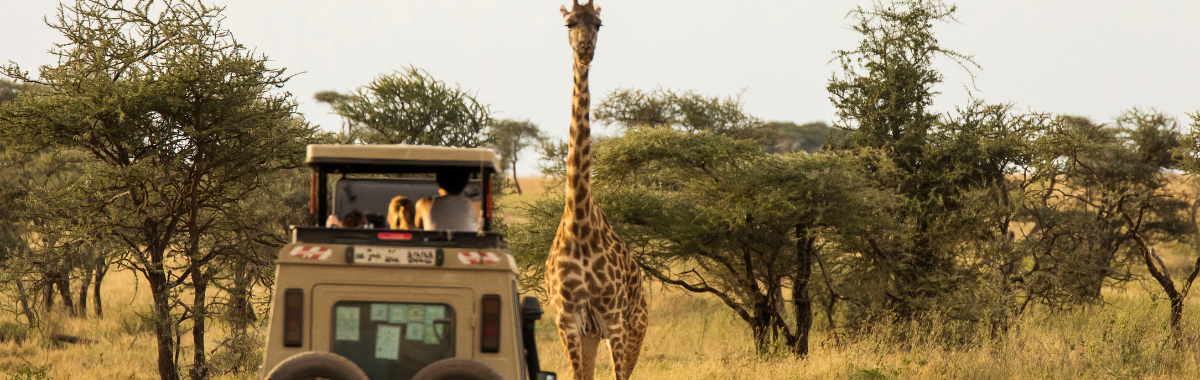 safari group next to a giraffe