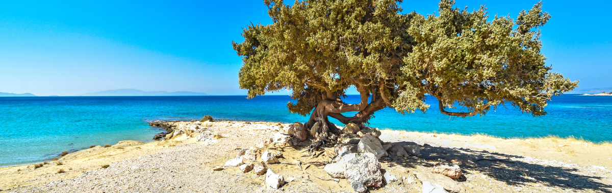 Aruba Beach with single tree 