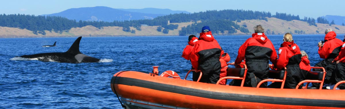 whale watchers in a zodiac boat with orcas in the water