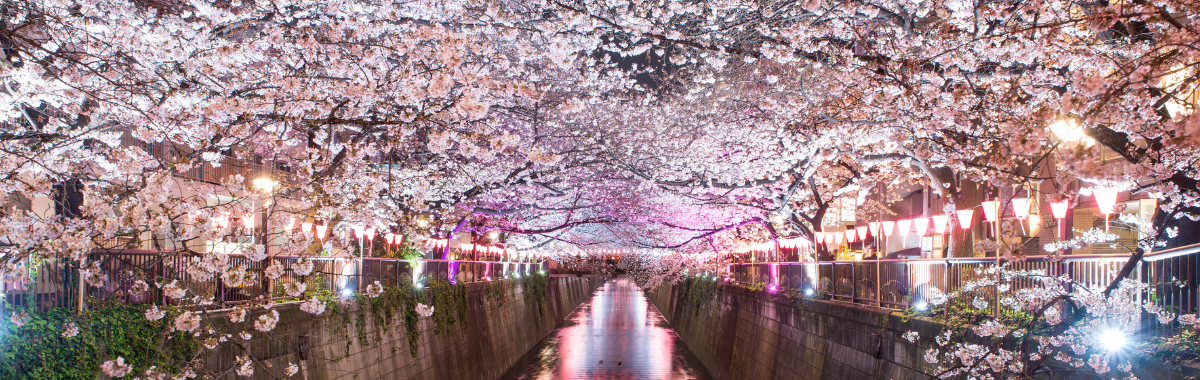 Cherry Blossoms next to river