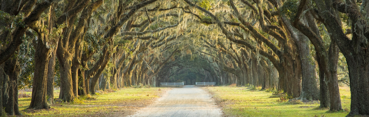 Road with trees covering each side in South Carolina