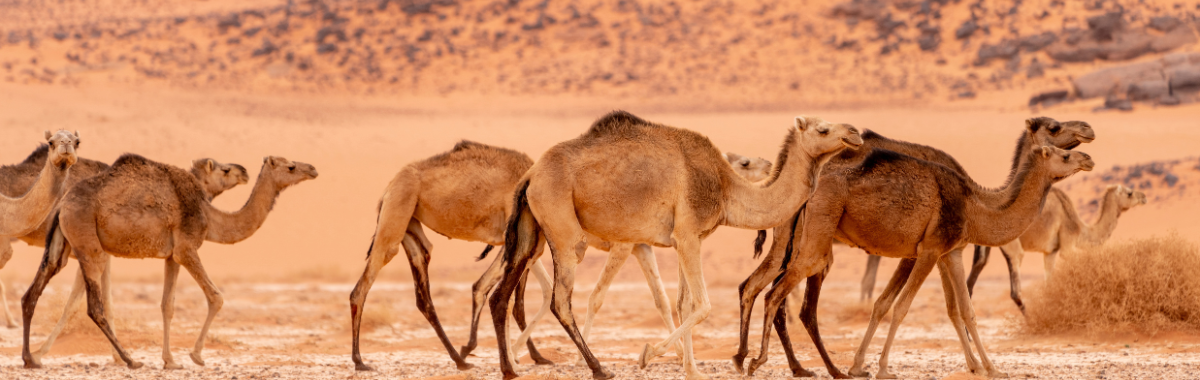 camels walking in the desert 
