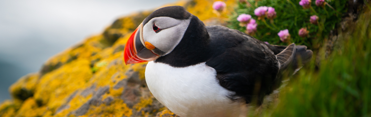 Puffin resting on a cliff side