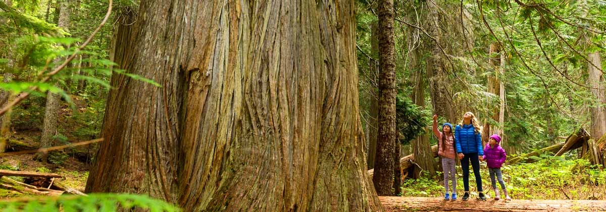 mother and daughters next to a big tree