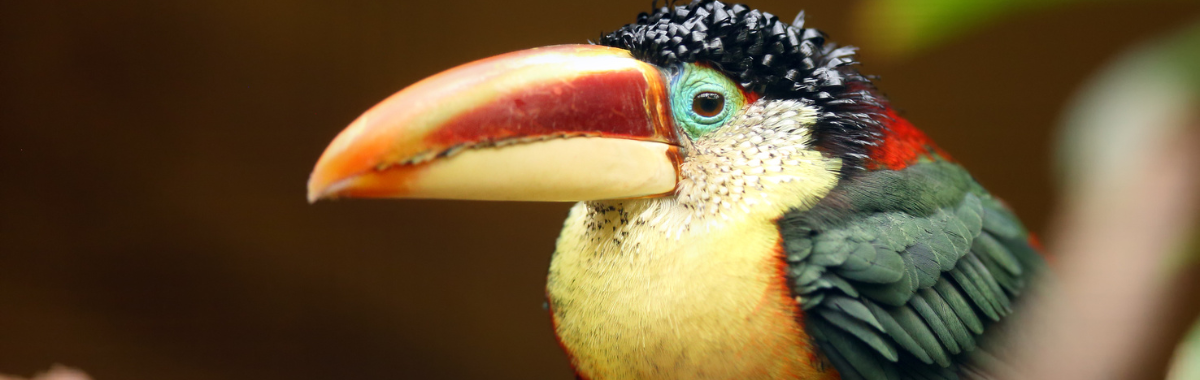 baby toucan bird