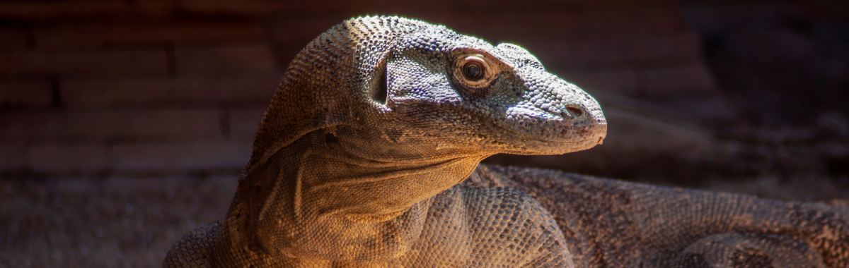 Komodo Dragon