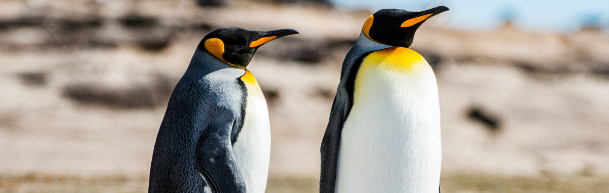 Emperor Penguins