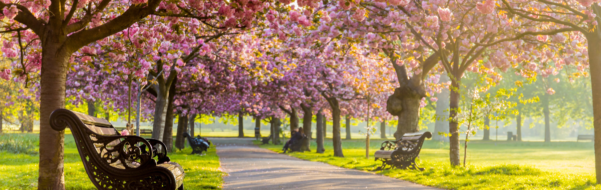 Cherry Blossoms in a Park