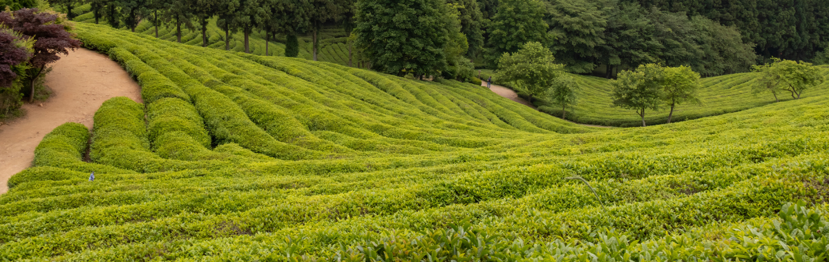 boseong tea fields