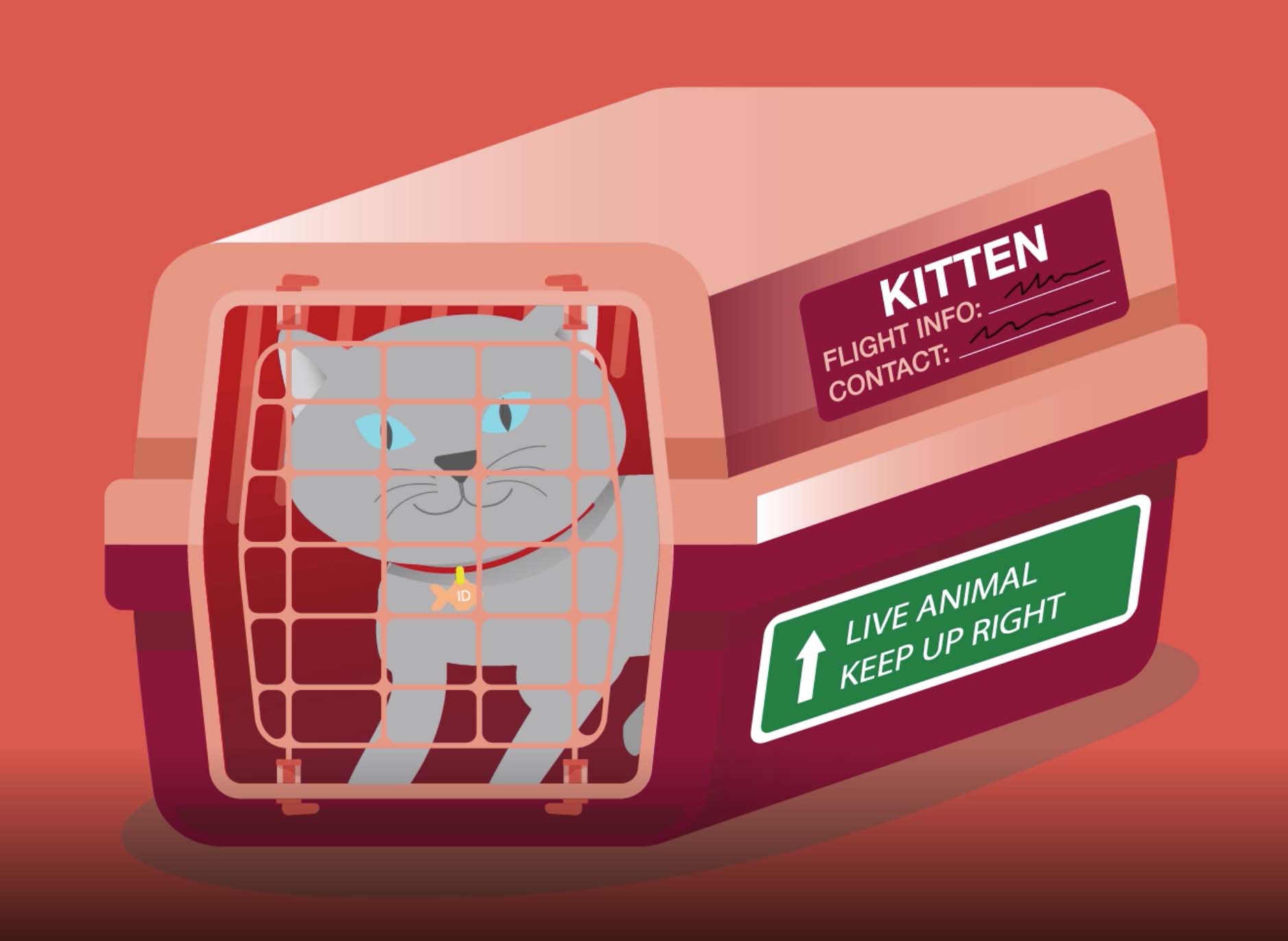 tips for traveling with cats