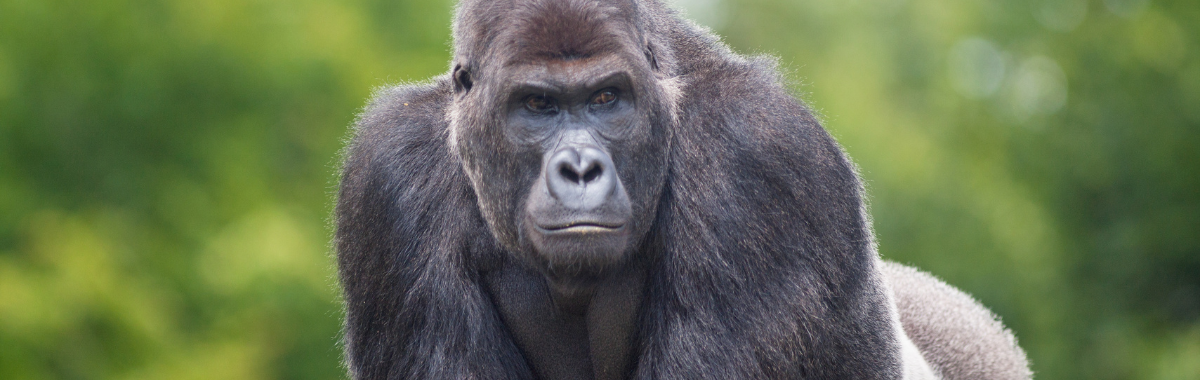 a silverback gorilla