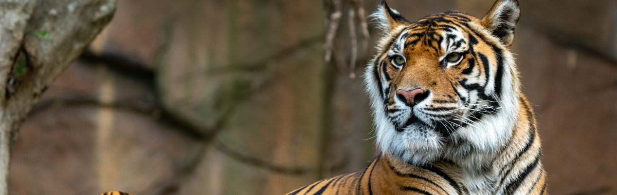 Bengal Tiger