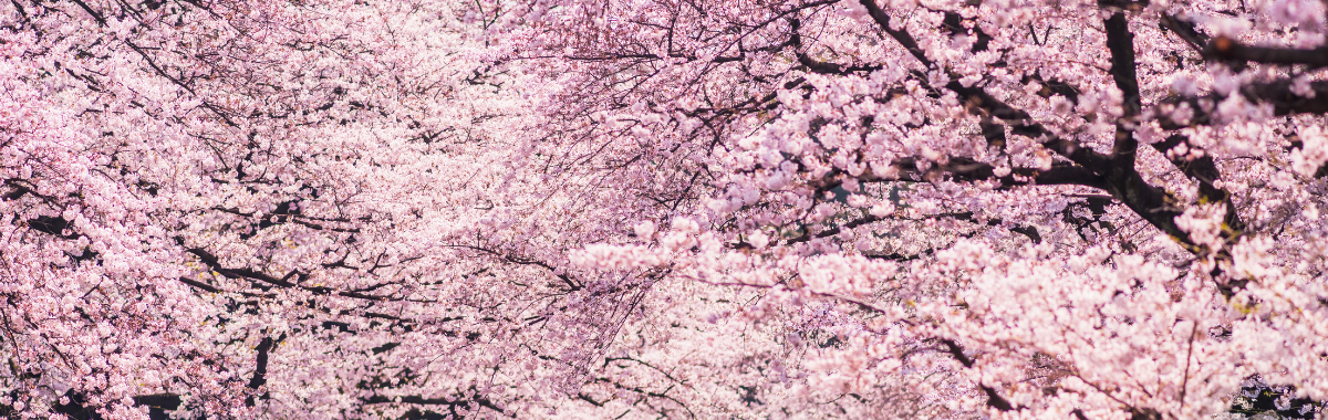 Cherry Blossoms in Ueno Park