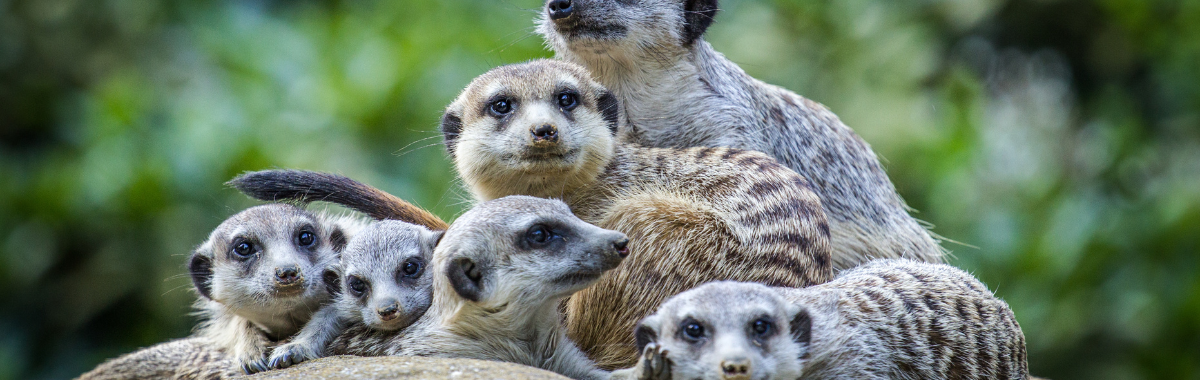 Meerkat's stacked on top of each other