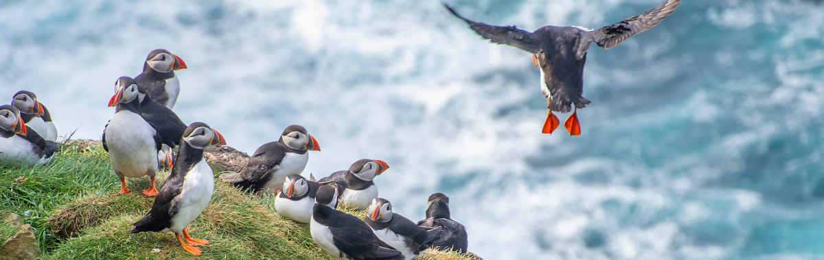 Puffins resting on a rock by the ocean