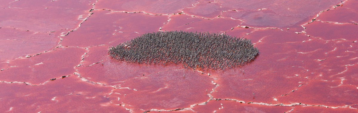 Lake Natron with flamingos in the middle