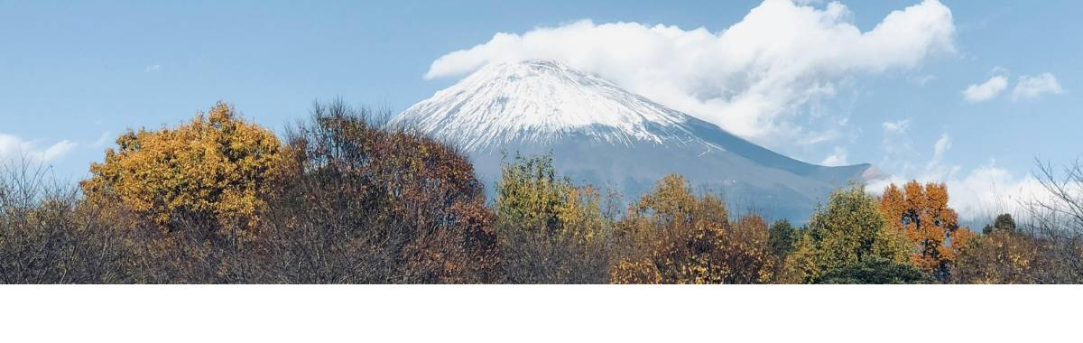 trees with a snowy mountain in the background