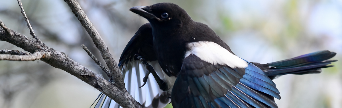 Blue Magpie bird