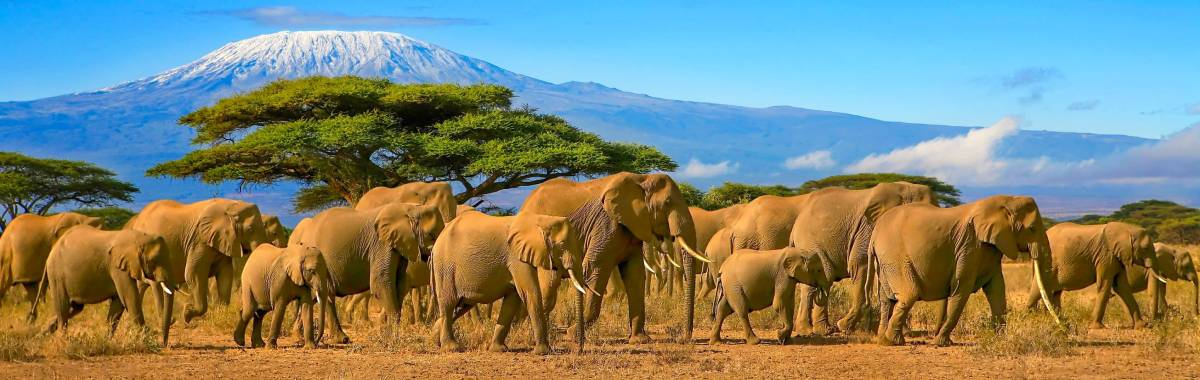 Elephants walking in a pack