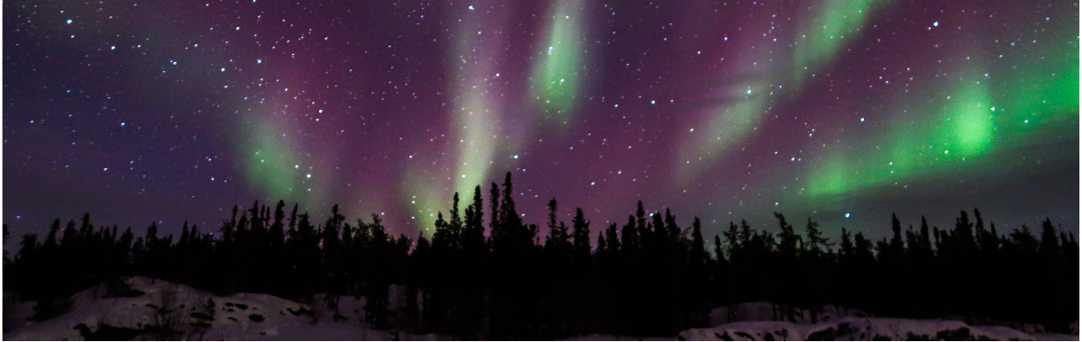 northern lights above trees