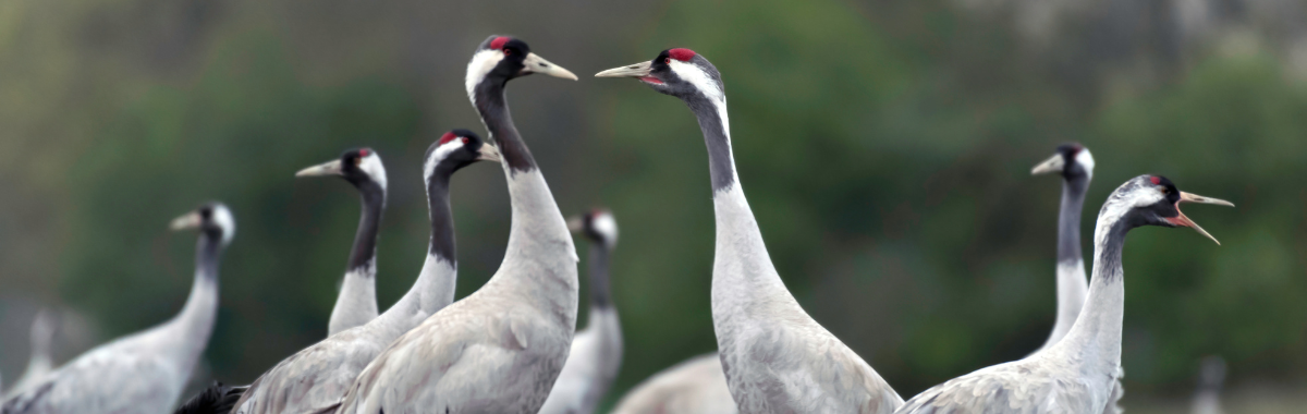 Extremadura Crane