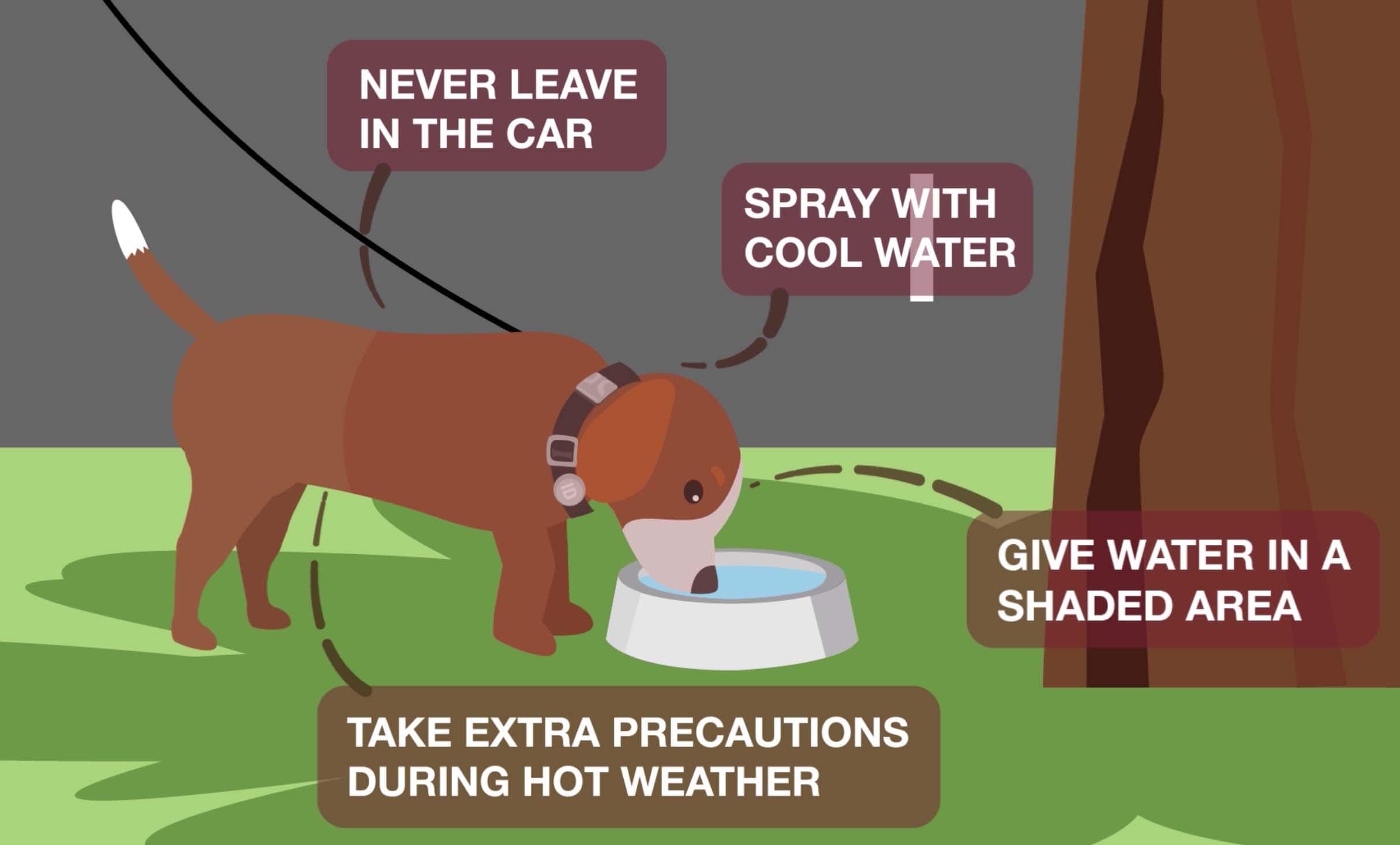 tips for traveling with dogs