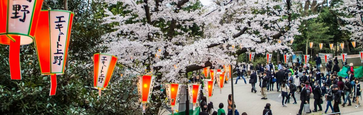 Japanese Cherry Blossoms
