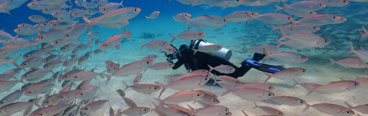 person scuba diving with fish