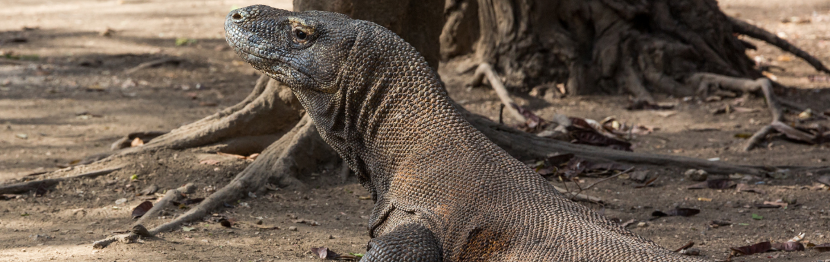 Komodo Dragon park