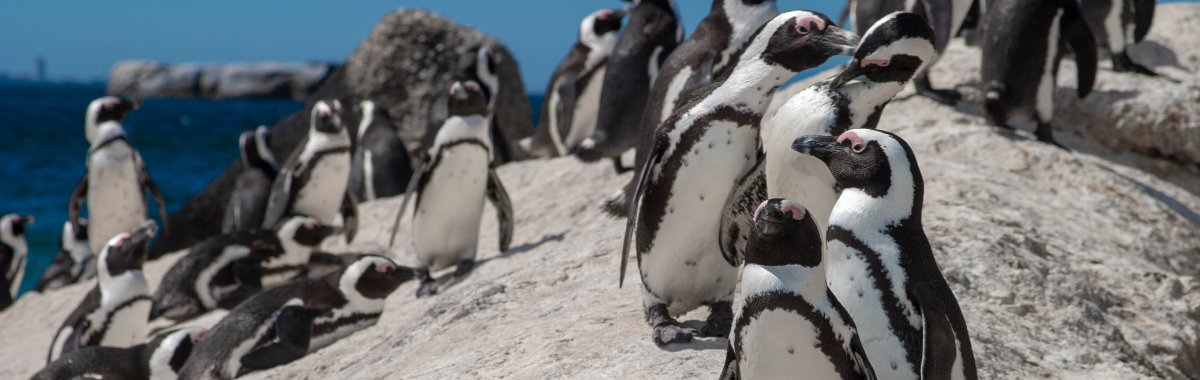 Puffins on a beach in Cape Town