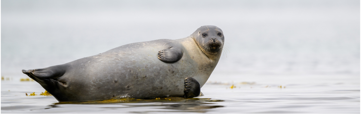 sea lion laying on a beach