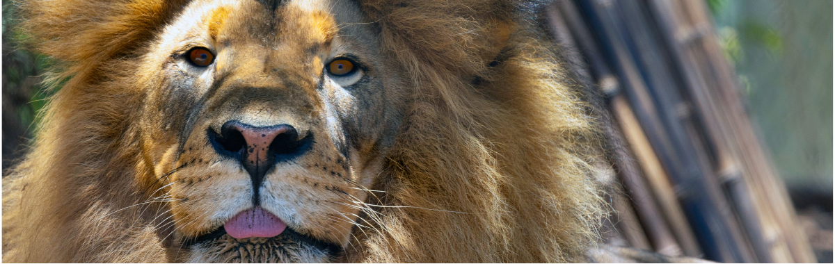 lion with its tongue sticking out