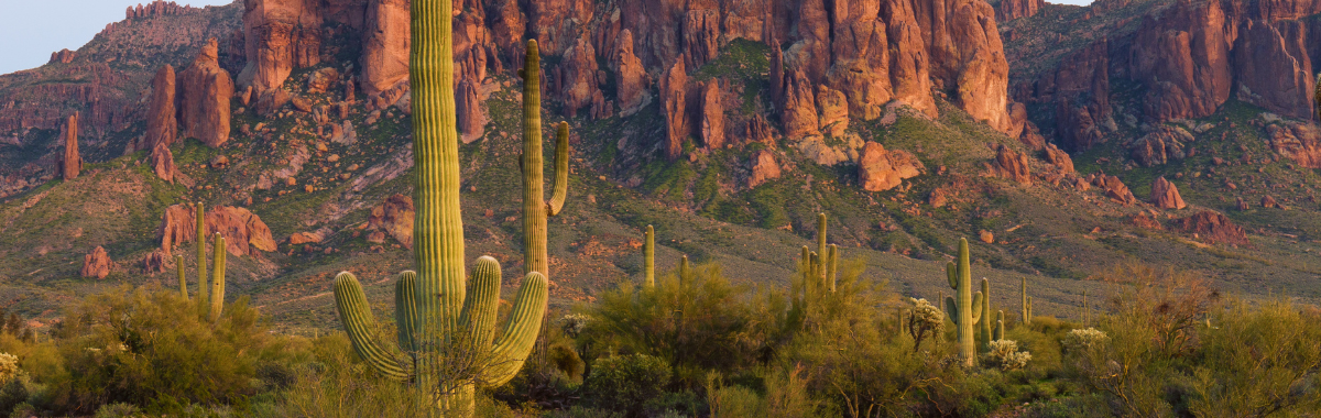 Cactus Field in Arizona