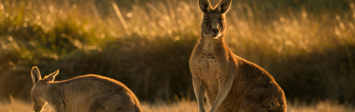 kangaroos