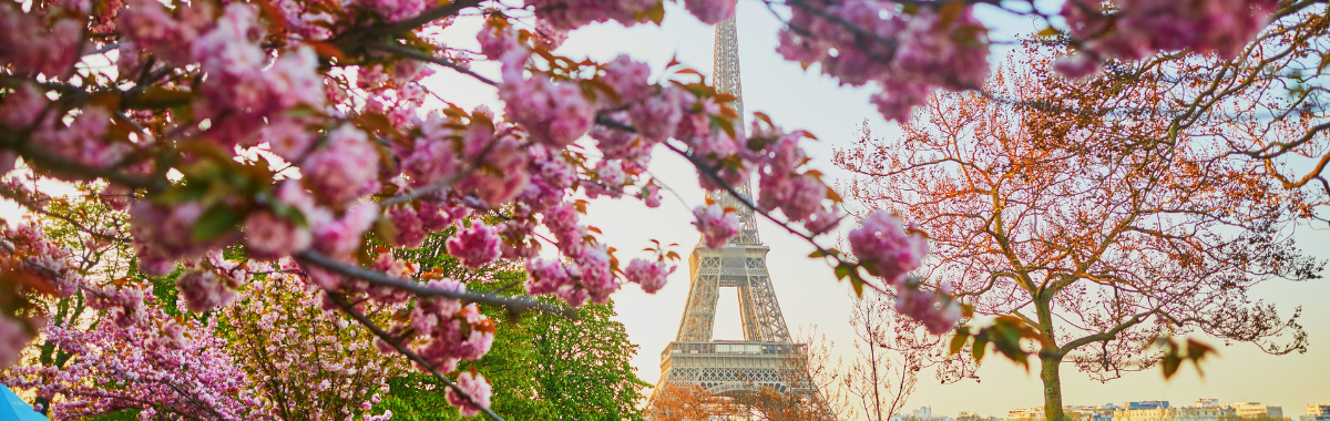 Cherry Blossoms with the Eiffel tower behind it