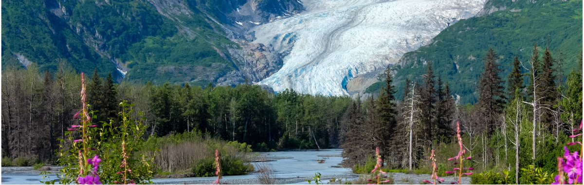 forest with alaskan glacier in the distance