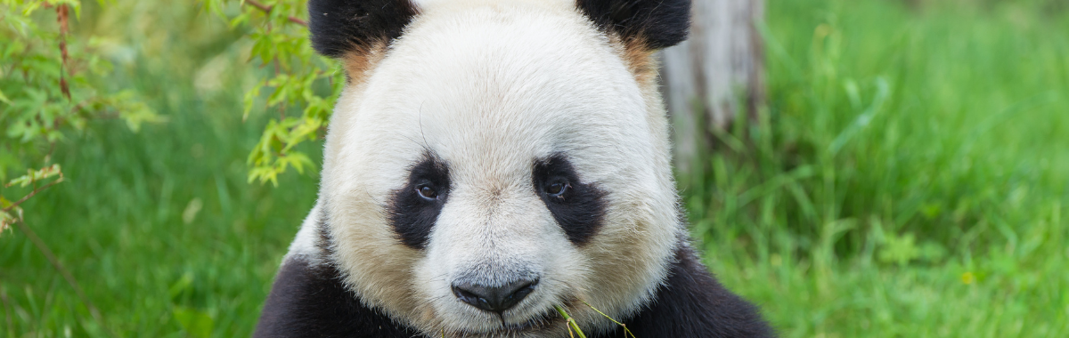 Panda eating bamboo