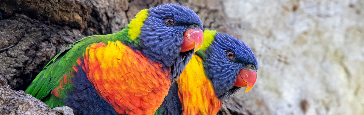 pair of rainbow lorikeets sitting together