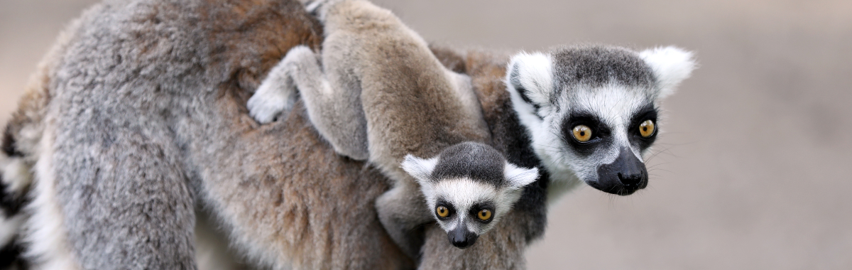 Baby Lemur riding on the back of its parent