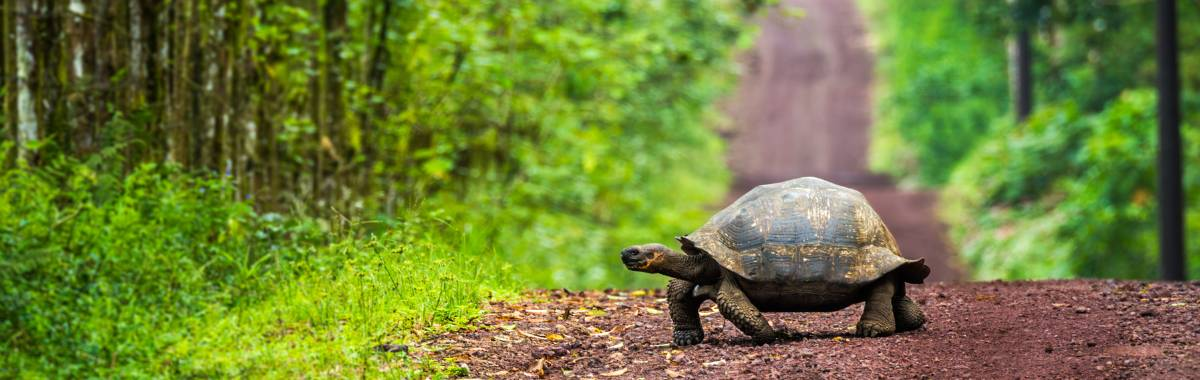 tortoise crossing the road