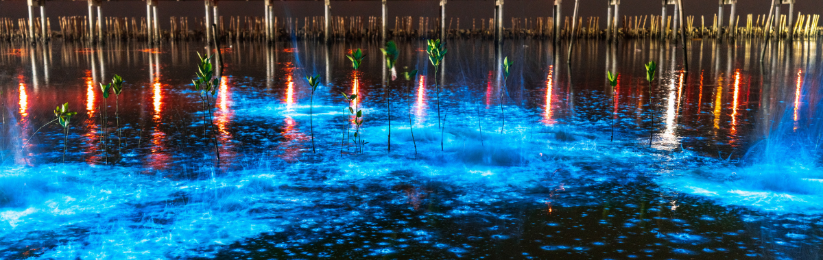 Bioluminescent Plankton in the ocean