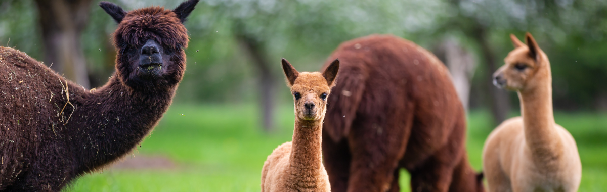 pack of alpacas